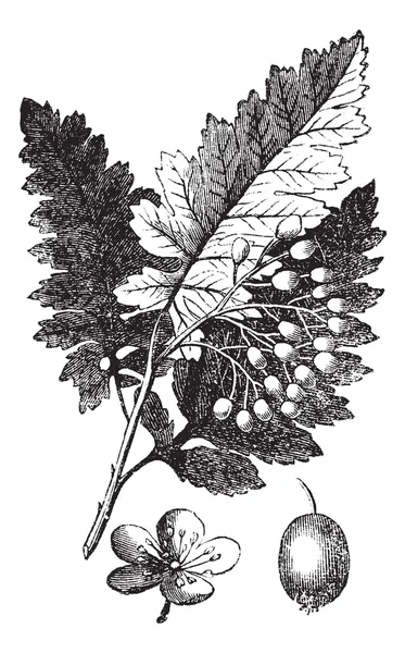Frassino bianco o Fraxinus americana incisione vintage — Vettoriale Stock