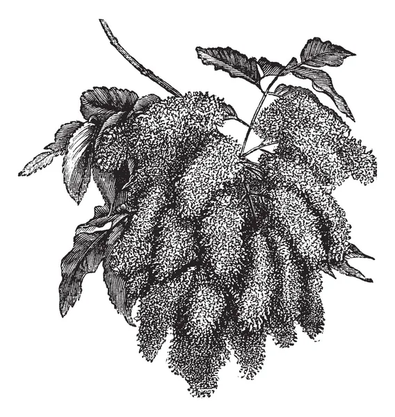 Fraxinus ornus of bloeiende as vintage gravure — Stockvector