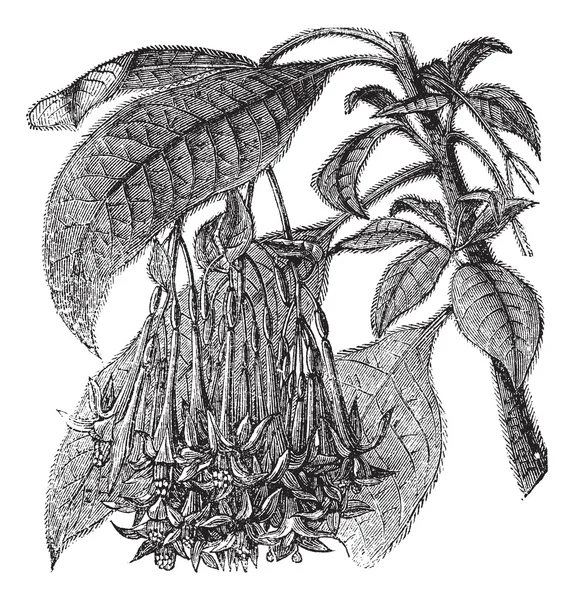 Fuchsia corymbiflora vintage engraving — Stock Vector