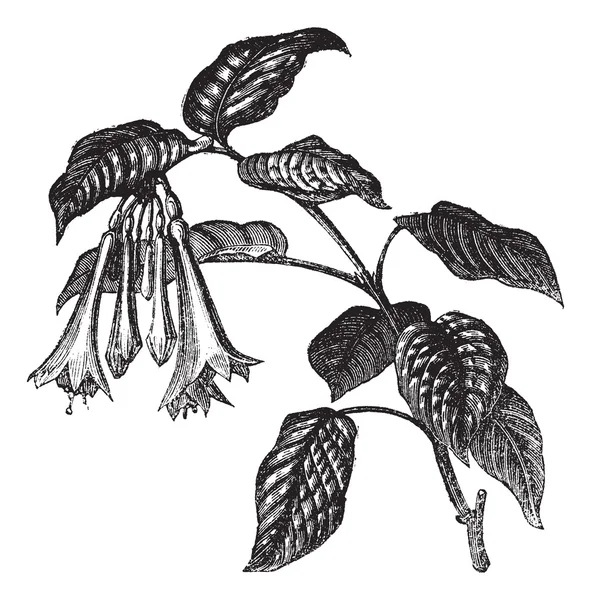Fuchsia fully vintage enving — стоковый вектор