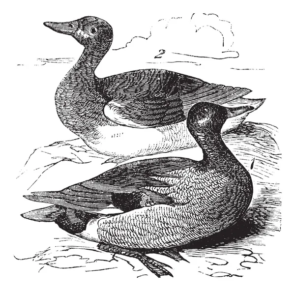 Incisione vintage Gadwall o Anas strepera — Vettoriale Stock