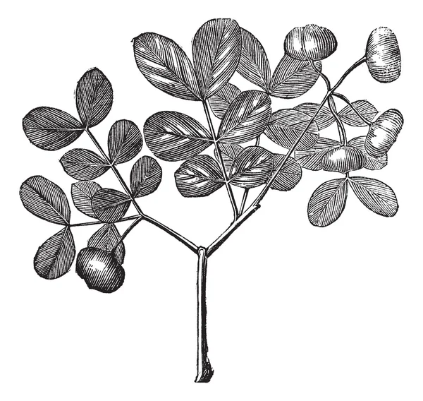 Guaiacum officinale або Roughbark Lignum- educe старовинна гравюра — стоковий вектор