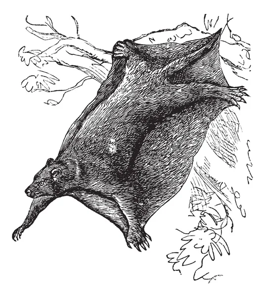 Cynocephalus volans ou galéopithèque, gravure vintage . — Image vectorielle