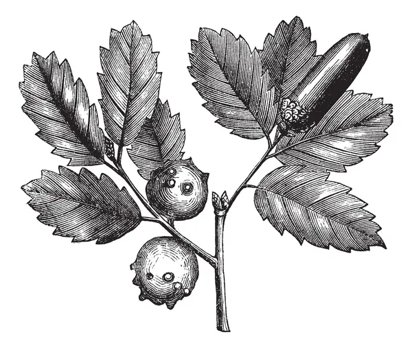 Quercus lusitanica ou Gall Oak gravura vintage —  Vetores de Stock