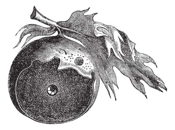 Gall van een eik en de manier van insect ontsnapt vintage gravure — Stockvector