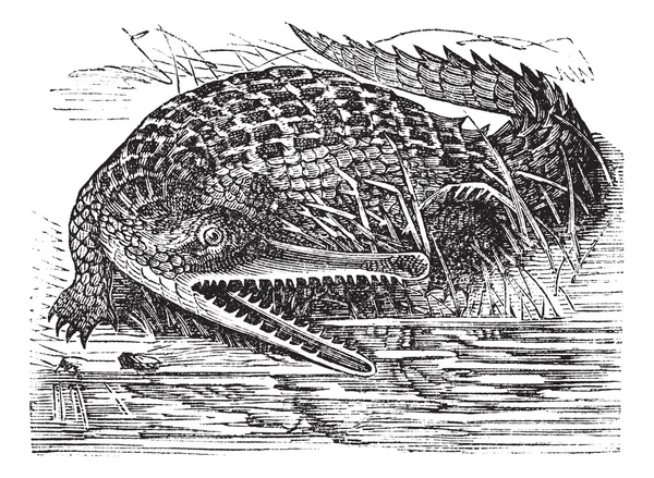 Gharial veya gavialis gangeticus vintage oyma — Stok Vektör