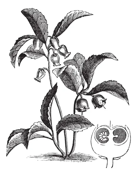 Grabado vintage de gaultheria procumbens o teaberry oriental — Vector de stock