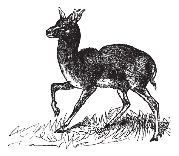 Gravure vintage Dorcas Gazelle ou Gazella dorcas — Image vectorielle