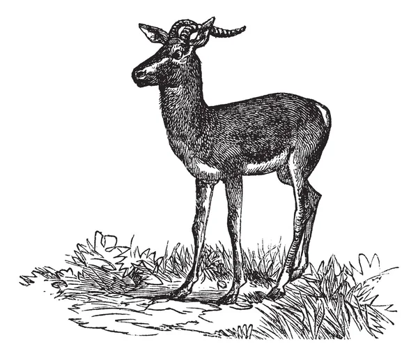 Gazelle Soemmerring o Nanger soemmerringii incisione vintage — Vettoriale Stock