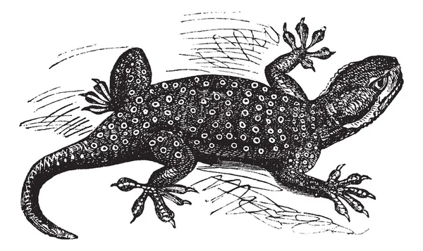Sinaí Gecko con dedos de abanico o Ptyodactylus guttatus grabado vintage — Archivo Imágenes Vectoriales