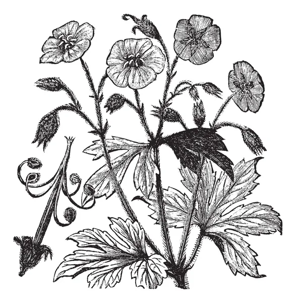Gravure vintage Géranium ou Géranium maculatum tacheté — Image vectorielle