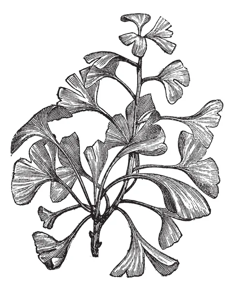 Ginkgo biloba of salisburia adiantifolia vintage gravure — Stockvector