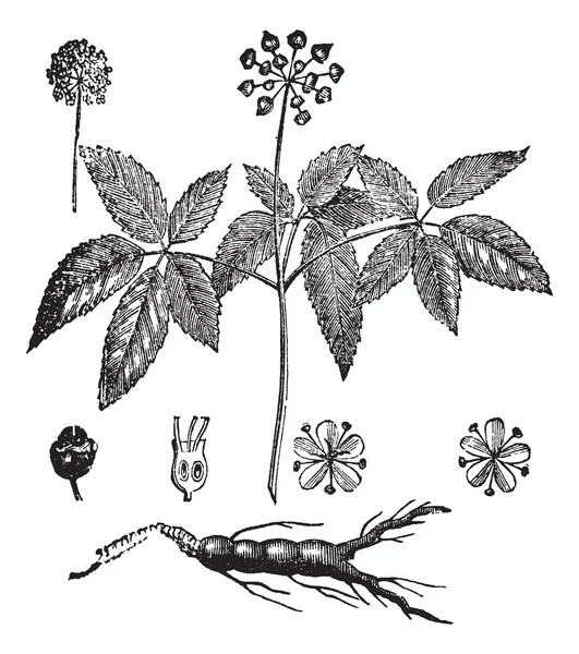 Американский женьшень или Panax quinquefolius винтажная гравировка — стоковый вектор