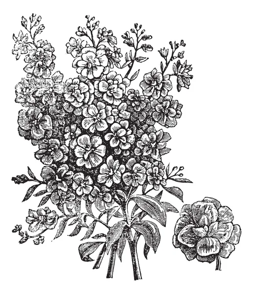 Двойная винтажная гравировка Wallflower — стоковый вектор