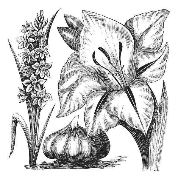 Gladiolus eller svärd lily vintage gravyr — Stock vektor