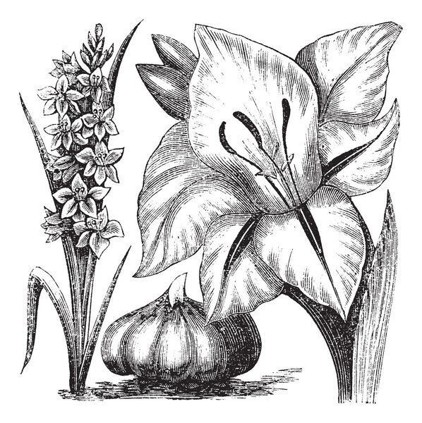 Gladiolus or sword lily vintage engraving