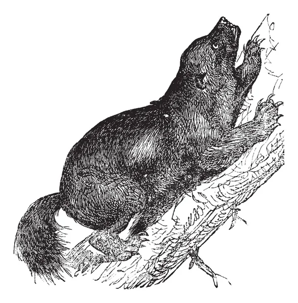Gravure vintage Wolverine ou Gulo luscus — Image vectorielle
