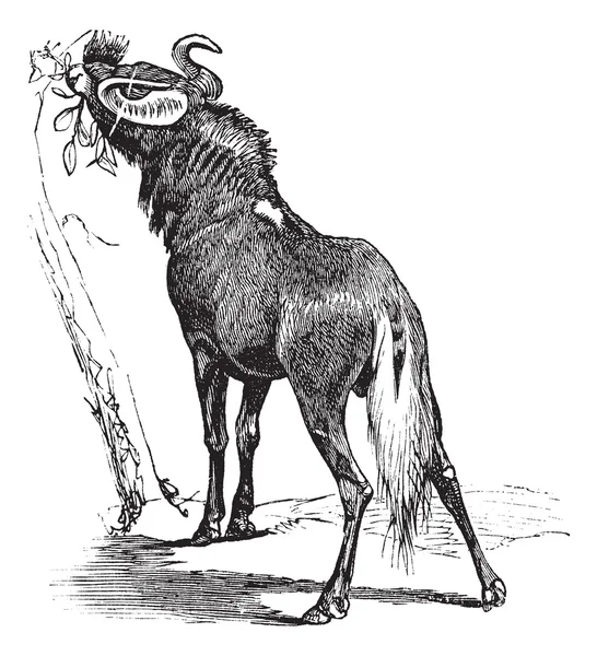 Blue Wildebeest ou Connochaetes taurinus gravura vintage — Vetor de Stock