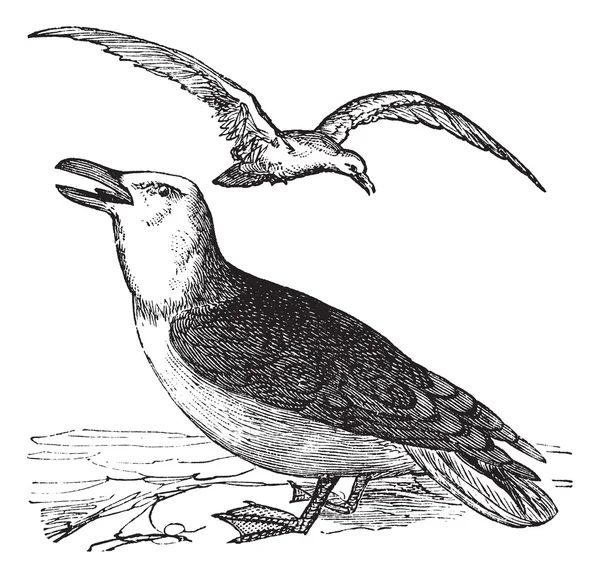 Большая чёрная чайка или ларинская марина с гравировкой — стоковый вектор
