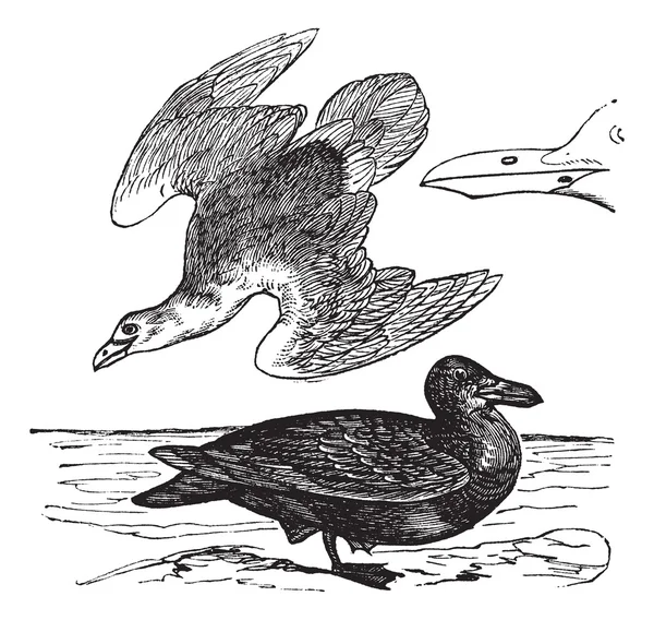 European Herring Gull atau Larus Argentatus ukiran vintage - Stok Vektor