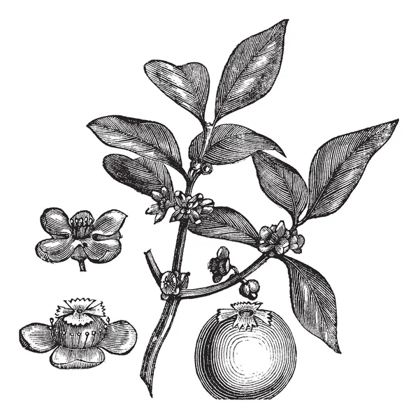 Gamboge eller hebradendron cambogioides vintage gravyr — Stock vektor