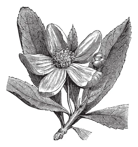 Franklinie americká nebo gordonia pubescens vinobraní gravírování — Stockový vektor