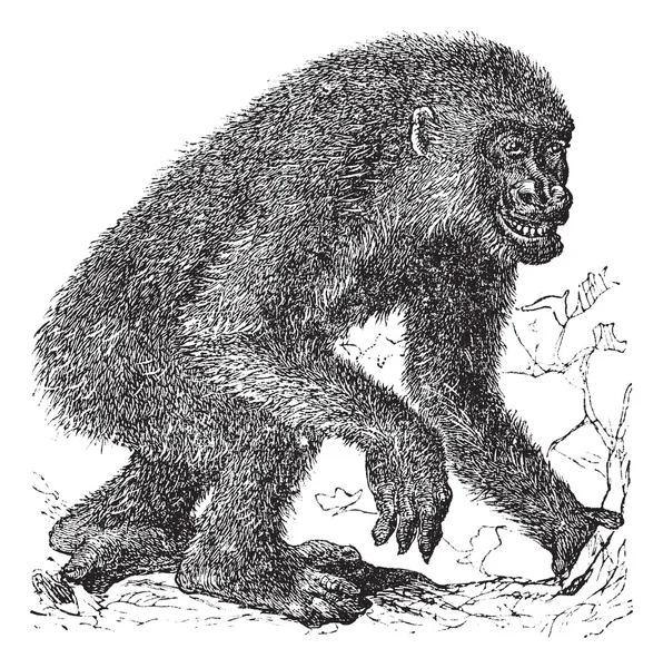 Gorilla vintage engraving — Stock Vector