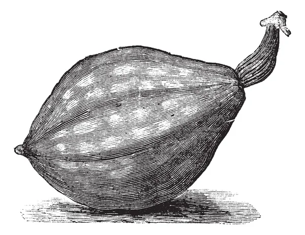호리병박 또는 Lagenaria의 siceraria 빈티지 조각 — 스톡 벡터