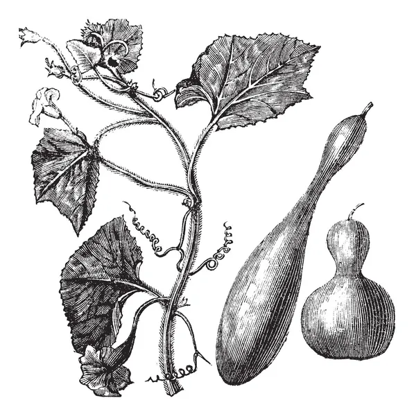 Kalebas of lagenaria vulgaris vintage gravure — Stockvector