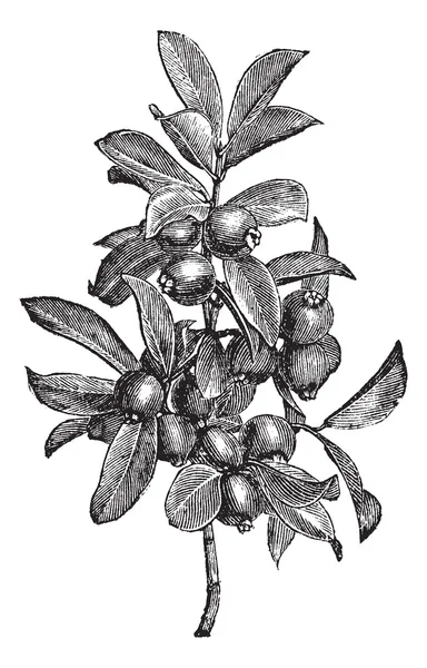 Cattley Guava або Psidium littorale старовинна гравюра — стоковий вектор