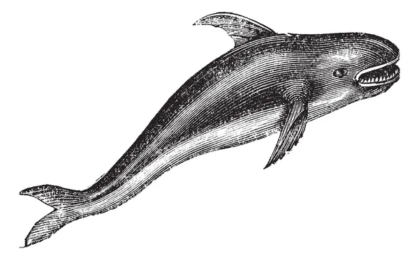 Späckhuggare eller orcinus orca vintage gravyr — Stock vektor