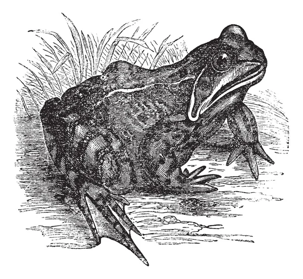 Европейская обыкновенная лягушка или винтажная гравировка Rana temporaria — стоковый вектор