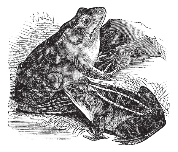 1. kurbağa (rana pipiens), 2. Kuzey Kurbağa (rana horiconen — Stok Vektör
