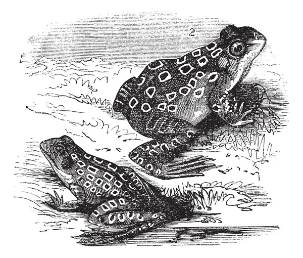 1.鲥鱼青蛙 (Rana halecina) 2。梭鱼青蛙 (Rana 单胞菌) 六 — 图库矢量图片