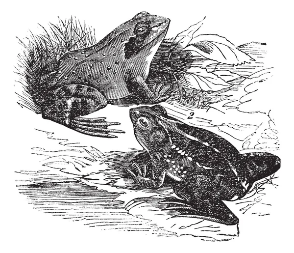 1. żaba leśna (Rana sylvatica) 2. Żaba wiosna (Rana fontinalis) — Wektor stockowy