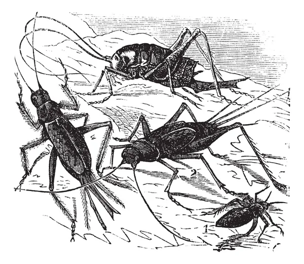 1. hout cricket (Acheta vittata) 2. veld cricket (Acheta campestr — Stockvector