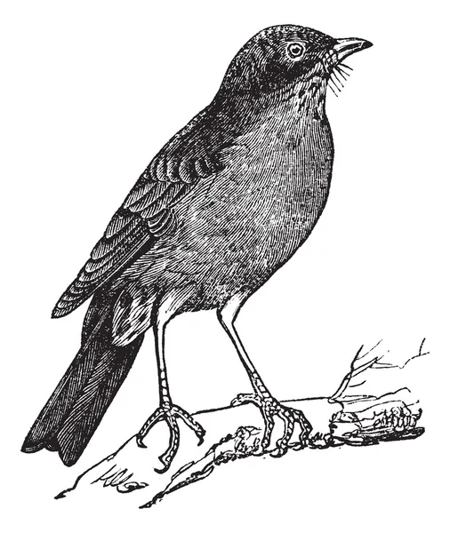 American Robin (Turdus migratorius) incisione vintage — Vettoriale Stock
