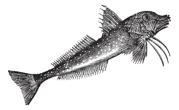 Grå knotfisk (Trigla gurnardus) eller havet robinvintage gravyr — Stock vektor