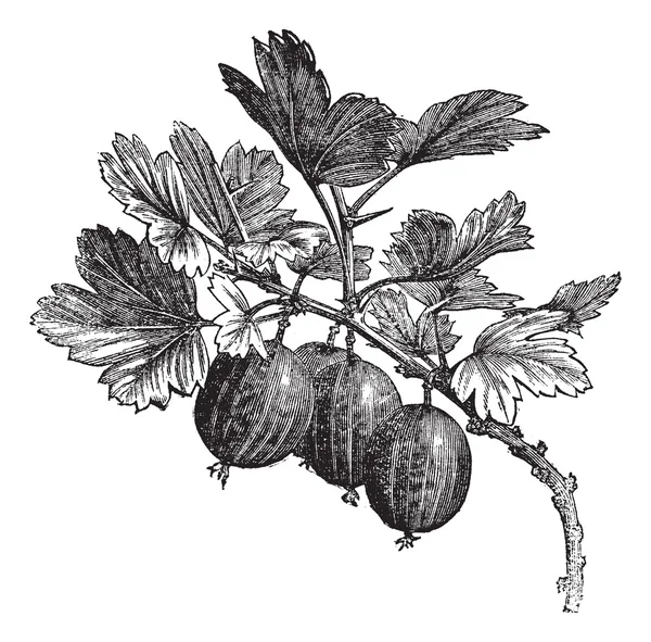 Grosella (Ribes grossularia) grabado vintage — Vector de stock