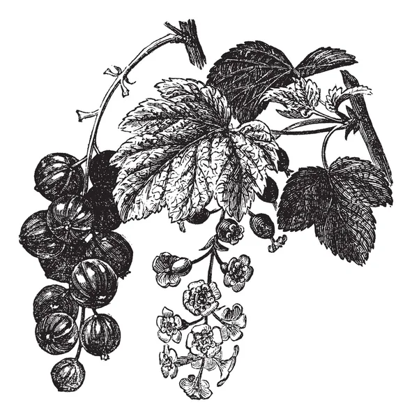 Czerwona porzeczka (Ribes rubrum) rocznika Grawerowanie — Wektor stockowy
