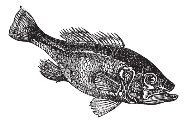 Largemouth bas (Micropterus salmoides) eller widemouth bas vintag — Stock vektor