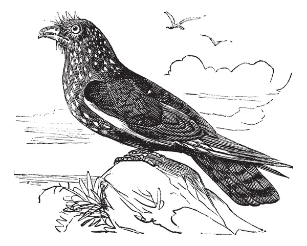 Guacharo Caripe (Steatornis caripensis) vagy Oilbird évjárat engra — Stock Vector