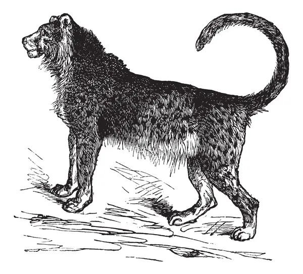 Incisione vintage del ghepardo (Acinonyx jubatus) — Vettoriale Stock