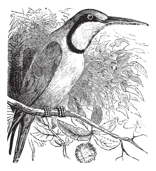Abelha-comedor europeu (Merops nubicus) gravura vintage — Vetor de Stock