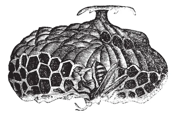 Paper wasp (Vespa nidulans) nebo deštník vosa vinobraní gravírování — Stockový vektor