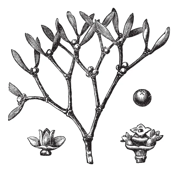 White mistletoe (Viscum album) or European mistlee vintage en — стоковый вектор