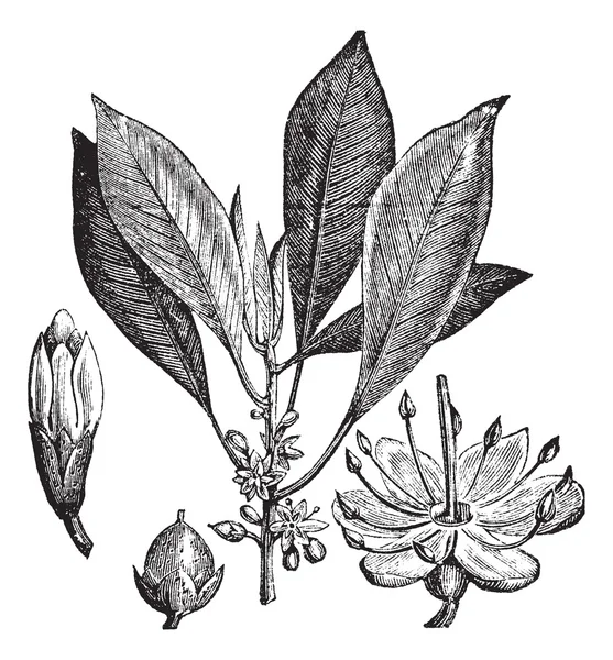 Gutta-percha (Isonandra gutta) или Palaquium gutta vintage engrav — стоковый вектор