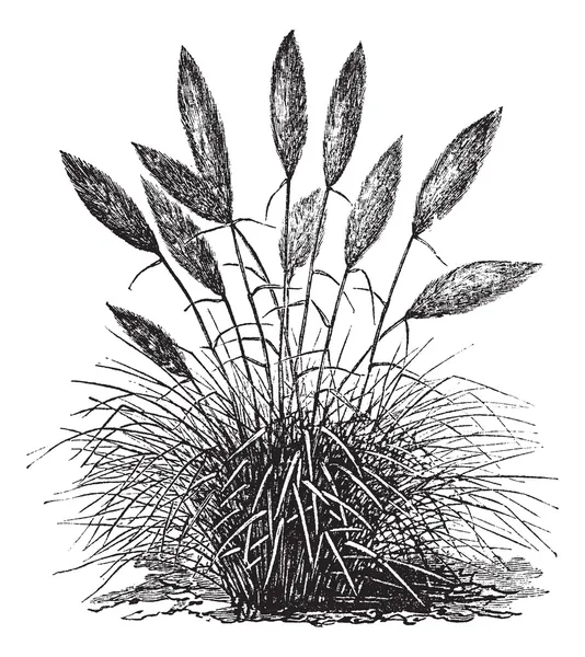 Gynerium silver (Gynerium argenteum) eller pampas gräs vintage eng — Stock vektor