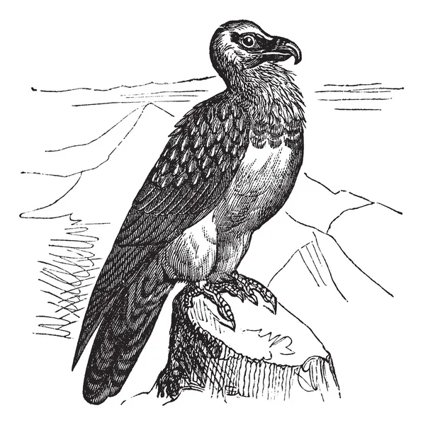 Bearded Vulture (Gypaetus barbatus) or Lammergeyer vintage engra — Stock Vector