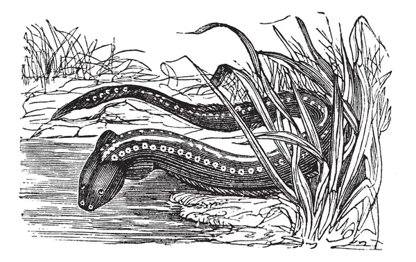 Gymnotus electricus veya elektrikli yılan balığı (Electrophorus electricus) v — Stok Vektör